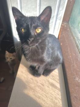 Lacey -  Domestic Short Hair Cat for Adoption in North Tonawanda, New York - Lacey | PetCurious
