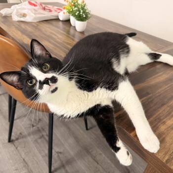 Niko -  Domestic Short Hair Cat for Adoption in Las Vegas, Nevada - Niko | PetCurious