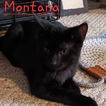 Montana -  Domestic Medium Hair Cat for Adoption in Menasha, Wisconsin - Montana | PetCurious
