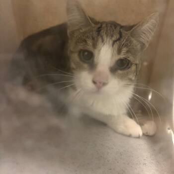 IVHS-Stray-142794 -  Domestic Short Hair Cat for Adoption in San Gabriel, California - IVHS-Stray-142794 | PetCurious