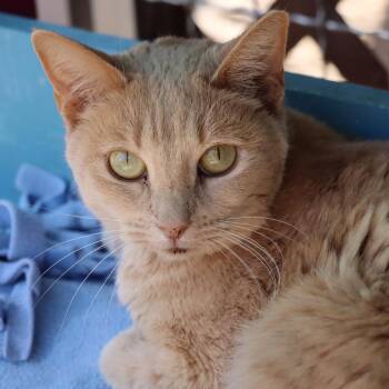 Rescue Domestic Short Hair Cats for Adoption in Tucson, Arizona - Ninshe | PetCurious