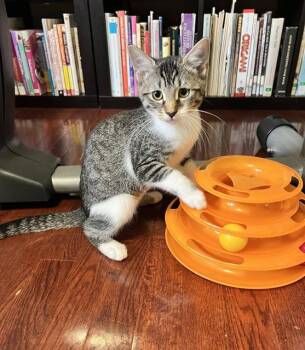 SHAY -  Domestic Short Hair Cat for Adoption in Canfield, Ohio - SHAY | PetCurious