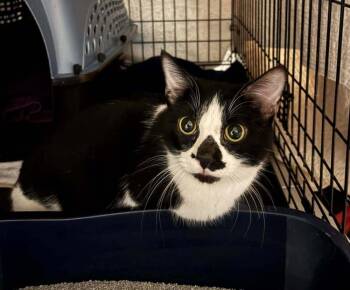 Domestic Short Hair Cats Available for Adoption - Delta | PetCurious