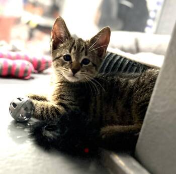 Tabby Cats Available for Adoption - Remy * | PetCurious