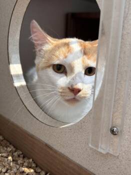 ALFIE -  Domestic Short Hair Cat for Adoption in Loveland, Colorado - ALFIE | PetCurious