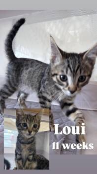 Rescue Tabby Cats for Adoption in Brentwood, California - Loui | PetCurious