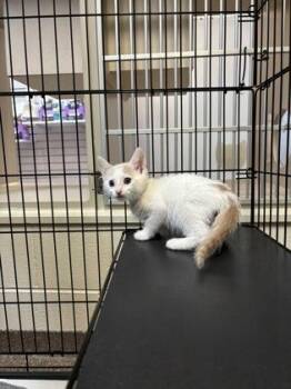 93965a Prince -  Domestic Short Hair Cat for Adoption in North Charleston, South Carolina - 93965a Prince | PetCurious