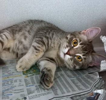 Forester -  Domestic Short Hair Cat for Adoption in Sacramento, California - Forester | PetCurious