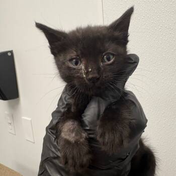 Rescue Domestic Medium Hair Cats for Adoption in Abilene, Texas - Cobweb | PetCurious