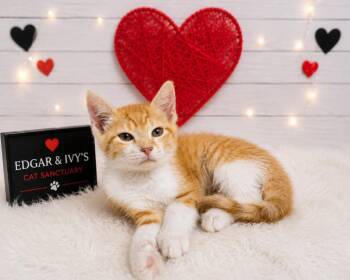 Galaga -  Domestic Short Hair Cat for Adoption in Corpus Christi, Texas - Galaga | PetCurious