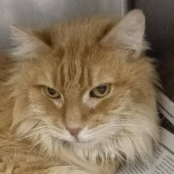 Domestic Medium Hair Cats Available for Adoption in Marshall, Virginia - Roger | PetCurious