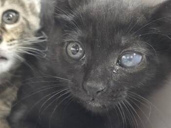 Domestic Short Hair Cats Available for Adoption in Fort Lauderdale, Florida - A2475928 | PetCurious