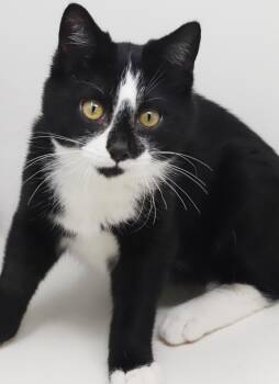 Victor is WOW awesome WOW handsome - HUGE DORK - OLD ENOUGH TO G -  Tuxedo and Norwegian Forest Cat Cat for Adoption in Bedford Hills, New York - Victor Is WOW Awesome WOW Handsome - HUGE DORK - OLD ENOUGH TO G | PetCurious