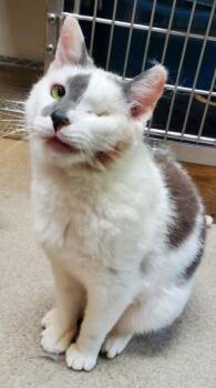 Winkerz -  Domestic Short Hair Cat for Adoption in Boiling Springs, Pennsylvania - Winkerz | PetCurious