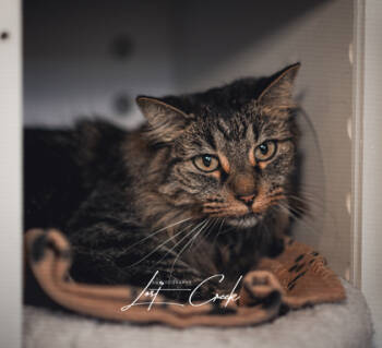 Rescue Domestic Long Hair and Domestic Short Hair Cats for Adoption in Kalispell, Montana - Cannoli - Bonded With Nix | PetCurious