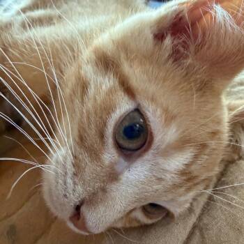 Bumpo -  Domestic Short Hair Cat for Adoption in Evansville, Indiana - Bumpo | PetCurious