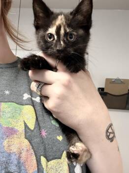Coral -  Domestic Short Hair Cat for Adoption in Bolivar, Missouri - Coral | PetCurious