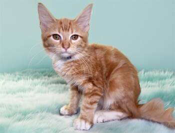 VULCAN -  Domestic Short Hair Cat for Adoption in Fort Lauderdale, Florida - VULCAN | PetCurious