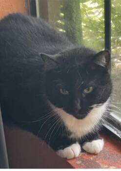 Amelia -  Domestic Short Hair Cat for Adoption in Marietta, Georgia - Amelia | PetCurious