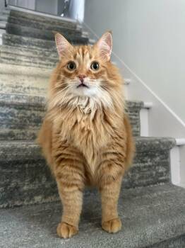 Domestic Long Hair Cats Available for Adoption - Lewis | PetCurious