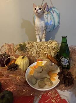 Rescue Domestic Medium Hair Cats for Adoption in Concord, North Carolina - Ginger | PetCurious