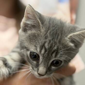 Bernard -  Domestic Short Hair Cat for Adoption in Midland, Texas - Bernard | PetCurious