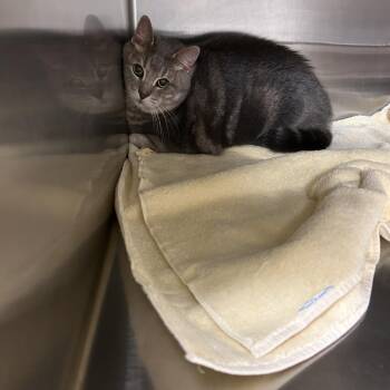 Oliver -  Domestic Short Hair Cat for Adoption in Ottawa, Kansas - Oliver | PetCurious