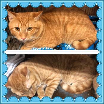 LEGO -  Domestic Short Hair Cat Available for Adoption in Buckhannon, West Virginia - LEGO | PetCurious