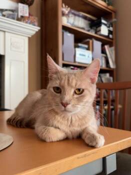 Freya 2 -  Domestic Short Hair Cat for Adoption in Burnaby, British Columbia - Freya 2 | PetCurious