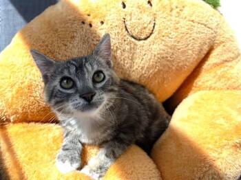 Domestic Short Hair Cats Available for Adoption in Santa Clara, California - WANDA | PetCurious