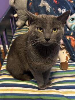 Momma -  Domestic Short Hair Cat for Adoption in Cleveland, Ohio - Momma | PetCurious