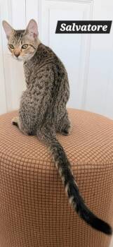 Salvatore -  Tabby Cat for Adoption in Quail Heights, Florida - Salvatore | PetCurious