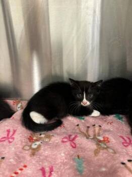 Caprese -  Domestic Short Hair Cat for Adoption in Atlanta, Georgia - Caprese | PetCurious