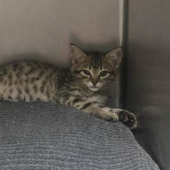 Dallas -  Domestic Short Hair Cat for Adoption in Nashville, Tennessee - Dallas | PetCurious