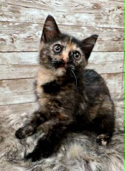 Qdoba -  Domestic Short Hair Cat for Adoption in Lexington, Kentucky - Qdoba | PetCurious