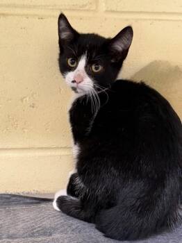 Honda Civic -  Domestic Short Hair Cat for Adoption in Kingsland, Georgia - Honda Civic | PetCurious