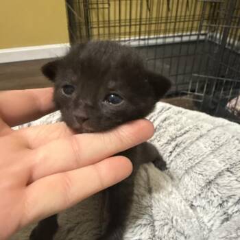 Domestic Short Hair Cats Available for Adoption in Falls Church, Virginia - Declan | PetCurious