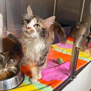 Gypsie -  Domestic Medium Hair Cat for Adoption in Harrisville, West Virginia - Gypsie | PetCurious