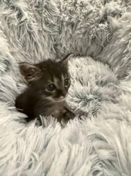 Gram -  Tabby Cat for Adoption in Paulina, Louisiana - Gram | PetCurious