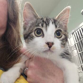 August -  Domestic Short Hair Cat for Adoption in Spokane, Washington - August | PetCurious