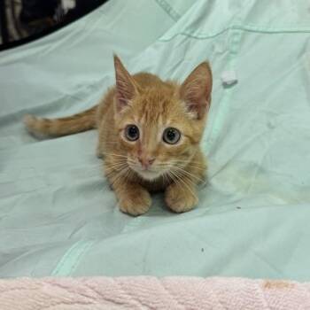 Dreamsicle -  Domestic Short Hair Cat for Adoption in Honolulu, Hawaii - Dreamsicle | PetCurious