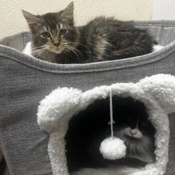 Domestic Long Hair Cats Available for Adoption - Hummus | PetCurious