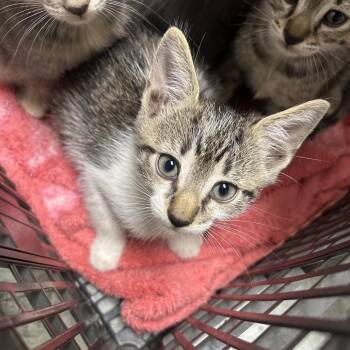 Nyra -  Domestic Short Hair Cat for Adoption in Philadelphia, Pennsylvania - Nyra | PetCurious