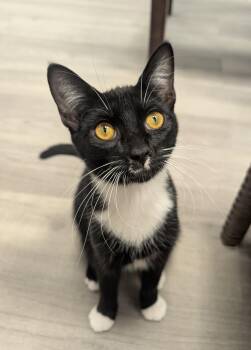 Oregano -  Domestic Short Hair Cat for Adoption in Palm Harbor, Florida - Oregano | PetCurious