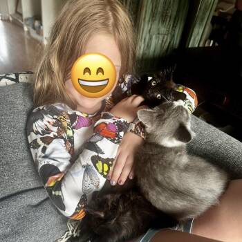 Dusty (pink collar) -  Domestic Short Hair Cat for Adoption in Philadelphia, Pennsylvania - Dusty (pink Collar) | PetCurious