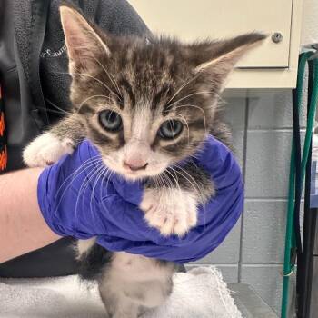 Snow Cone -  Domestic Short Hair Cat for Adoption in West Olive, Michigan - Snow Cone | PetCurious
