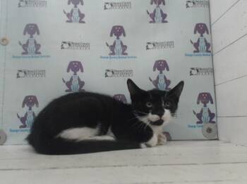 A599046 -  Domestic Short Hair Cat for Adoption in Orlando, Florida - A599046 | PetCurious