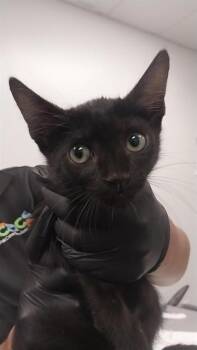 Domestic Medium Hair Cats Available for Adoption in Corpus Christi, Texas - FURY | PetCurious