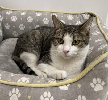 Bobby -  Domestic Short Hair Cat Available for Adoption in Huntington, New York - Bobby | PetCurious