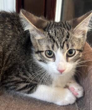 Peninsula: Mateo -  Tabby Cat for Adoption in Palo Alto, California - Peninsula: Mateo | PetCurious